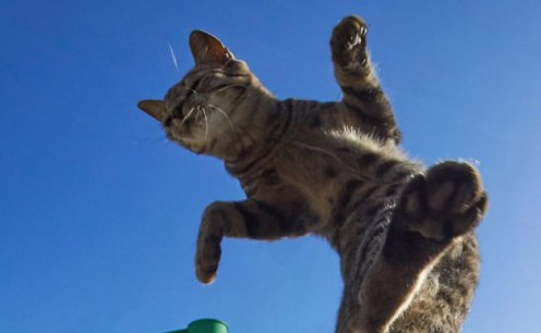 Gatinhos, muita energia e fotografia!