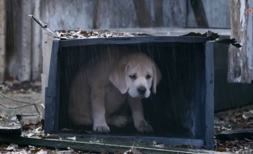 Budweiser em: “Lost Dog”