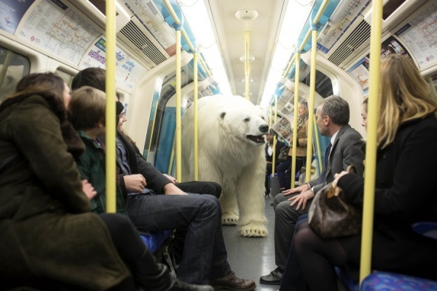 Urso polar invade Londres