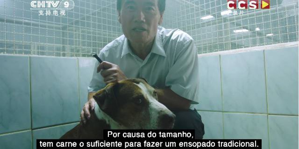 Ampara animal: Carne de Cachorro